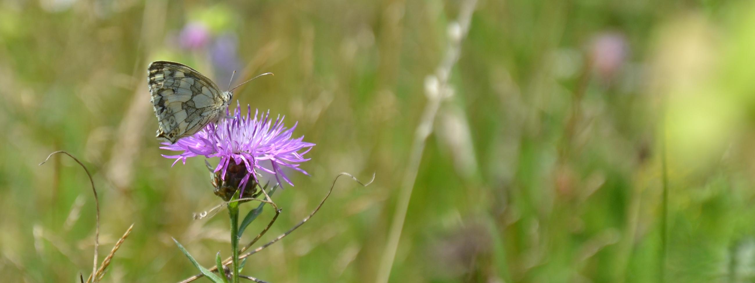 Schachbrettfalter auf Wiesenflockenblume Schachbrettfalter auf Wiesenflockenblume