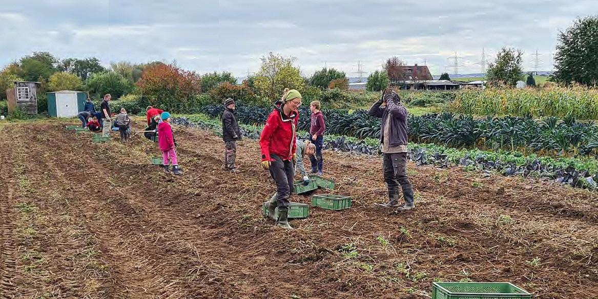 SoLaWi-Mitglieder beim Ernteeinsatz SoLaWi-Mitglieder beim Ernteeinsatz